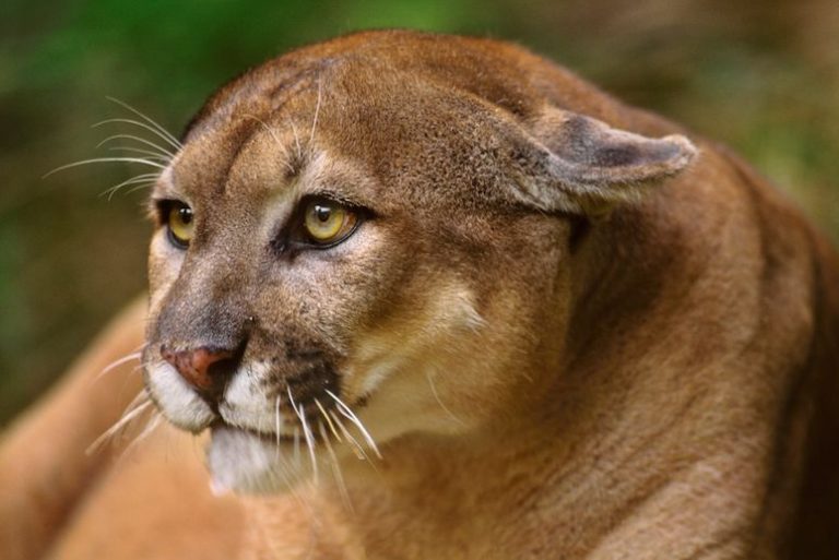 Florida Panther | ArtSWFL.com